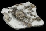 Rare Ammonite (Arnioceras) Cluster - Holderness Coast, England #176343-4